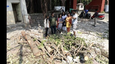 Already, there is the Maharashtra (Urban Areas) Protection and Preservation of Trees Act, 1975, in place to safeguard and conserve trees in urban areas. (HT PHOTO) Already, there is the Maharashtra (Urban Areas) Protection and Preservation of Trees Act, 1975, in place to safeguard and conserve trees in urban areas. (HT PHOTO)