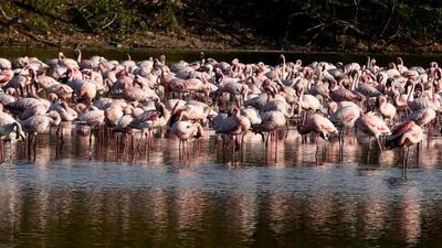Navi Mumbai, India - March 29, 2023:Flock of flamingos at Seawoods in Navi Mumbai, India, on Wednesday, March 29, 2023. (Photo by Bachchan Kumar/ HT PHOTO) (HT PHOTO)