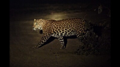 Over the last few weeks, there have been several leopard sightings across Delhi. (HT Archive) Over the last few weeks, there have been several leopard sightings across Delhi. (HT Archive)