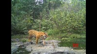 Tiger kills 20-yr-old woman in Amangarh area (Pic is for representation) Tiger kills 20-yr-old woman in Amangarh area (Pic is for representation)