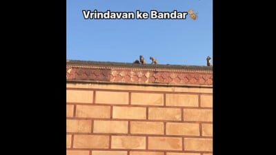 Monkey perched on top of a building with a man's iPhone. (Instagram/@Vikas)