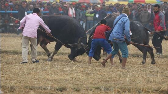 Moh-Juj was introduced to Assamese culture by 30th Ahom king Swargadeo Rudra Singha nearly 200 years ago.