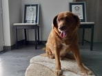 Guinness World Records says it has suspended the title of oldest dog ever that was held by Bobi, a Portuguese dog, who died last year. Guinness World Records says it has suspended the title of oldest dog ever that was held by Bobi, a Portuguese dog, who died last year.