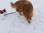 The image shows a dog taking a cat for a ride amid snow. The image shows a dog taking a cat for a ride amid snow.