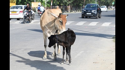 Laboratory analysis has concluded that the highly infectious foot and mouth disease (FMD), nitrogen toxicity and two other factors were responsible for the deaths of over 60 cattle and acute sickness among the livestock in two Bathinda villages. (HT File Photo)