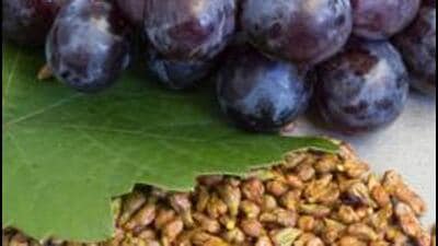 Later sources were ambiguous about the distinction between West St Peter’s, Raisin des Carmes, and “Poonah grape”. In the twentieth century, several botanists and horticulturists started treating the three varieties as synonymous with the Lombardy grape. (Getty Images/iStockphoto (PIC FOR REPRESENTATION))