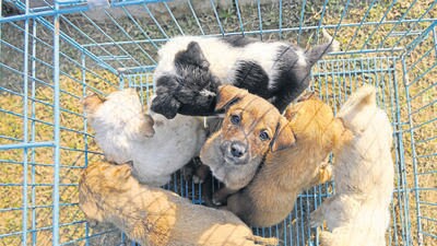SPCA is a society constituted under the Prevention of Cruelty to Animals Act, 1960 and its primary objective is to help authorities including the state, local authorities, and animal welfare board to prevent cruelty to animals, especially domestic ones, and also ensure enforcement of laws under the Prevention of Cruelty to Animals Act, 1960. (REPRESENTATIVE PHOTO) SPCA is a society constituted under the Prevention of Cruelty to Animals Act, 1960 and its primary objective is to help authorities including the state, local authorities, and animal welfare board to prevent cruelty to animals, especially domestic ones, and also ensure enforcement of laws under the Prevention of Cruelty to Animals Act, 1960. (REPRESENTATIVE PHOTO)
