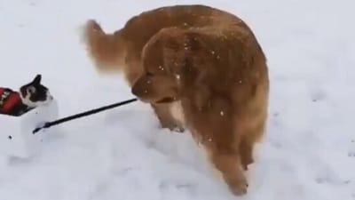 The image shows a dog taking a cat for a ride amid snow. (X/@Yoda4ever) The image shows a dog taking a cat for a ride amid snow. (X/@Yoda4ever)