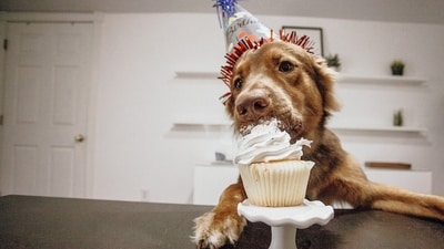 Is your pet's birthday coming up? Spoil them with this irresistible pet-friendly cake. Recipe inside (Pixabay) Is your pet's birthday coming up? Spoil them with this irresistible pet-friendly cake. Recipe inside (Pixabay)