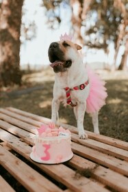 Pet-Friendly Cake Recipe (Unsplash) Pet-Friendly Cake Recipe (Unsplash)