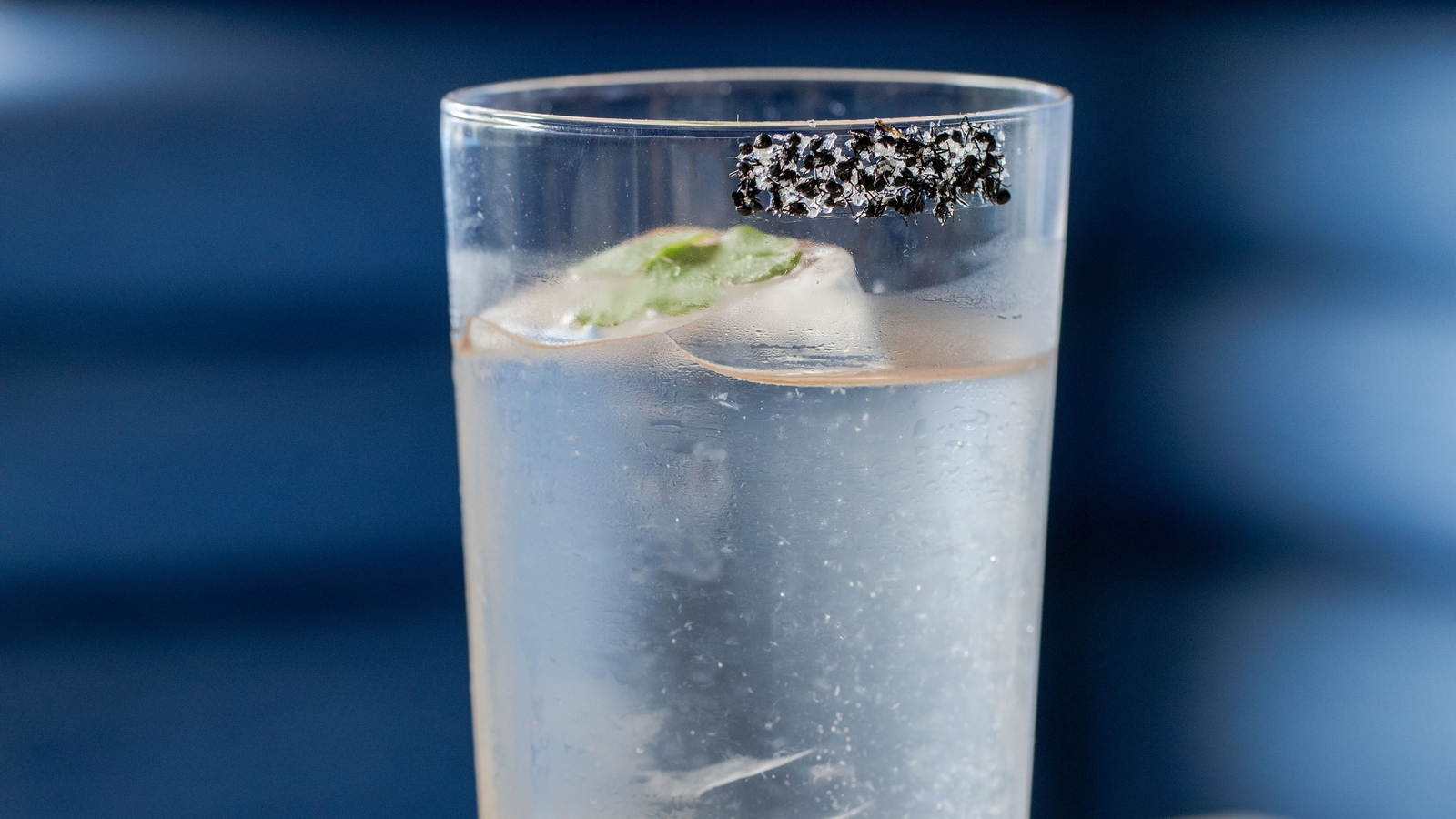 A Mumbai restaurant is serving up an ant-astic cocktail - Vimarsana News