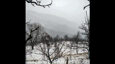 A blanket of snow after fresh snowfall in the higher reaches of Shimla district on Thursday. (ANI Photo)