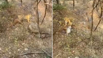 The image shows a leopard and a tiger pouncing on each other. (Instagram/@shareyoursafari)