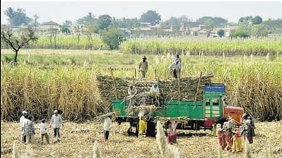 The decision, taken during a meeting of the state cabinet presided over by chief minister Yogi Adityanath, would benefit 42 lakh farmers engaged in sugarcane farming being done in nearly 29 lakh hectare area in UP. (Pic for representation) The decision, taken during a meeting of the state cabinet presided over by chief minister Yogi Adityanath, would benefit 42 lakh farmers engaged in sugarcane farming being done in nearly 29 lakh hectare area in UP. (Pic for representation)