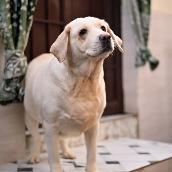 Reshu is a sweet, obedient girl who is looking for parents who can help her manage her weight.
