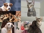 Meet the doggos and cattos who are waiting for their furever homes! Meet the doggos and cattos who are waiting for their furever homes!