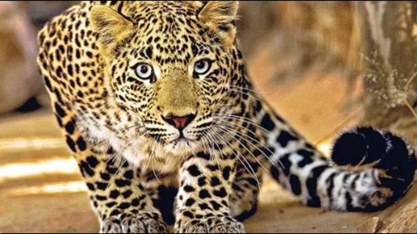 Leopard kills 8-year-old girl in KWS - Vimarsana News
