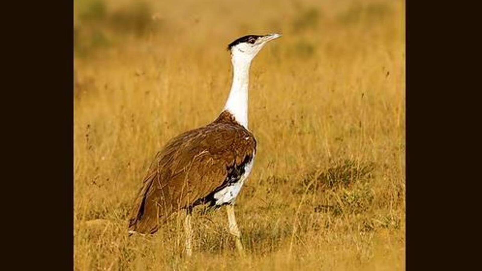 Balance preservation of Great Indian Bustard with India's energy needs: SC | Latest News India - Vimarsana News
