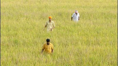 After assuming power in Punjab, the Aam Aadmi Party (AAP) government constituted an 11-member expert committee on January 17 last year to draft the state agricultural policy. The panel’s initial deadline for the submission of policy draft was March 31. (HT File) After assuming power in Punjab, the Aam Aadmi Party (AAP) government constituted an 11-member expert committee on January 17 last year to draft the state agricultural policy. The panel’s initial deadline for the submission of policy draft was March 31. (HT File)