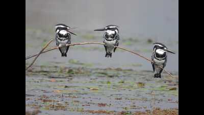 Currently, thousands of avian visitors can be seen on the placid water of the Wular Lake. (HT Photo) Currently, thousands of avian visitors can be seen on the placid water of the Wular Lake. (HT Photo)