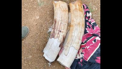 Elephant tusks seized from the smugglers in West Bengal. (HT Photo/ Sourced)