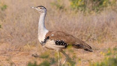 India has not had much success in conserving the GIB, once a candidate for its national bird (Shutterstock)