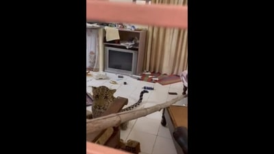 A leopard strayed into a hotel staff room in Jaipur. (X/@@ikaveri) A leopard strayed into a hotel staff room in Jaipur. (X/@@ikaveri)