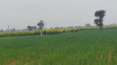 Malik said tiger pugmarks have been spotted in the villages of Nandarampur and Bhatsana in Rewari. (HT Photo) Malik said tiger pugmarks have been spotted in the villages of Nandarampur and Bhatsana in Rewari. (HT Photo)