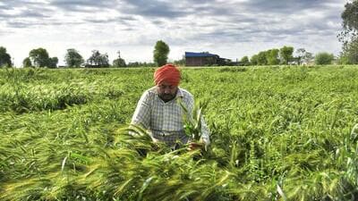 On January 3, Food Corporation of India chairman and managing director Ashok KK Meena said that the country could harvest a record 114 million tonnes in the 2023-24 crop year provided weather conditions remained conducive (HT) On January 3, Food Corporation of India chairman and managing director Ashok KK Meena said that the country could harvest a record 114 million tonnes in the 2023-24 crop year provided weather conditions remained conducive (HT)