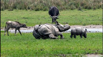 The rules published in 1983 state that no such licence shall be granted to trade in a wild animal specified in Schedule I or Part II of Schedule II to the Wildlife Protection Act, 1972, except with the previous consultation of the central government. The rules published in 1983 state that no such licence shall be granted to trade in a wild animal specified in Schedule I or Part II of Schedule II to the Wildlife Protection Act, 1972, except with the previous consultation of the central government.