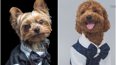 Pets are dropping their own swag as they don stylish suits, bows, sequins and more (Shutterstock and (R) The Papaw Cartel ) Pets are dropping their own swag as they don stylish suits, bows, sequins and more (Shutterstock and (R) The Papaw Cartel )