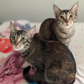 Kiri and Kaia will have to be adopted as a pair, but the two are also comfortable if left alone for a few hours.