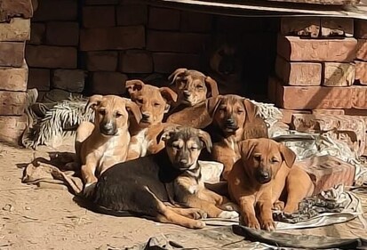The seven puppies namely Liner, CC, Chotu, Coffee, Tika, Nosey and Motu, are quite healthy, happy and playful.