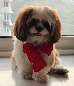 Fashion designer Maheka Mirpuri loves dressing up her pet, Cleo (Maheka Mirpuri) Fashion designer Maheka Mirpuri loves dressing up her pet, Cleo (Maheka Mirpuri)