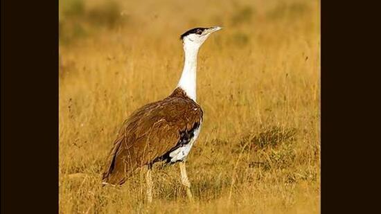 The GIB is listed as Critically Endangered by the International Union for Conservation of Nature in its Red List of threatened species. (File photo)