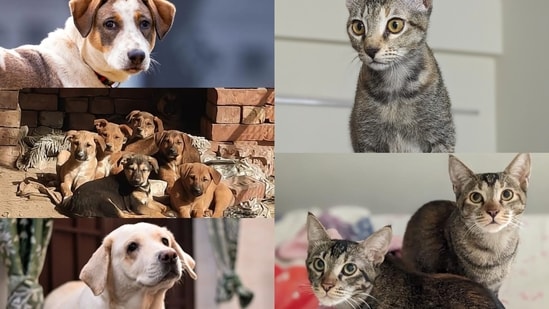 Meet the doggos and cattos who are waiting for their furever homes!