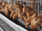 A study suggests that industrial chicken farms are ideal breeding grounds for antimicrobial resistant bacteria A study suggests that industrial chicken farms are ideal breeding grounds for antimicrobial resistant bacteria