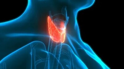 Thyroid health and gut health are interconnected. "The thyroid gland produces hormones that regulate metabolism, which includes the process of digestion. If the thyroid isn’t functioning properly (as in hypothyroidism or hyperthyroidism), this can lead to various digestive issues, affecting gut health," wrote Naturopathic Doctor Corina Dunlap. Here are a few ways by which the gut impacts thyroid health. (Unsplash) Thyroid health and gut health are interconnected. "The thyroid gland produces hormones that regulate metabolism, which includes the process of digestion. If the thyroid isn’t functioning properly (as in hypothyroidism or hyperthyroidism), this can lead to various digestive issues, affecting gut health," wrote Naturopathic Doctor Corina Dunlap. Here are a few ways by which the gut impacts thyroid health. (Unsplash)