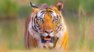 1 person was killed on Saturday in tiger attack near Lohara in Gadchiroli (Representative Photo) 1 person was killed on Saturday in tiger attack near Lohara in Gadchiroli (Representative Photo)