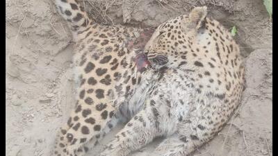 The leopardess that was found dead in Murtiha forest range of Katarniaghat Wildlife Sanctuary in Bahraich district on Jan 20. (Sourced) The leopardess that was found dead in Murtiha forest range of Katarniaghat Wildlife Sanctuary in Bahraich district on Jan 20. (Sourced)