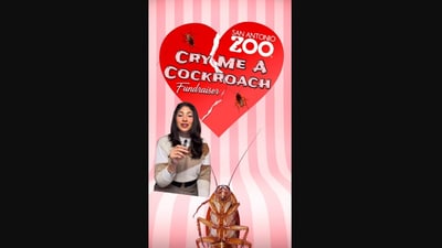 The image is shared by a US zoo about an event where people can name a cockroach after an ex. (Instagram/@sanantoniozoo) The image is shared by a US zoo about an event where people can name a cockroach after an ex. (Instagram/@sanantoniozoo)