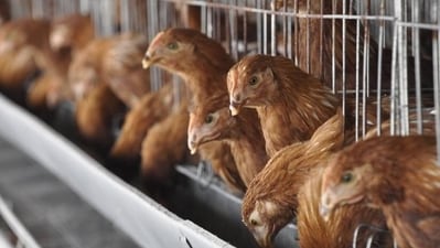 A study suggests that industrial chicken farms are ideal breeding grounds for antimicrobial resistant bacteria (China Foto Press/IMAGO) A study suggests that industrial chicken farms are ideal breeding grounds for antimicrobial resistant bacteria (China Foto Press/IMAGO)