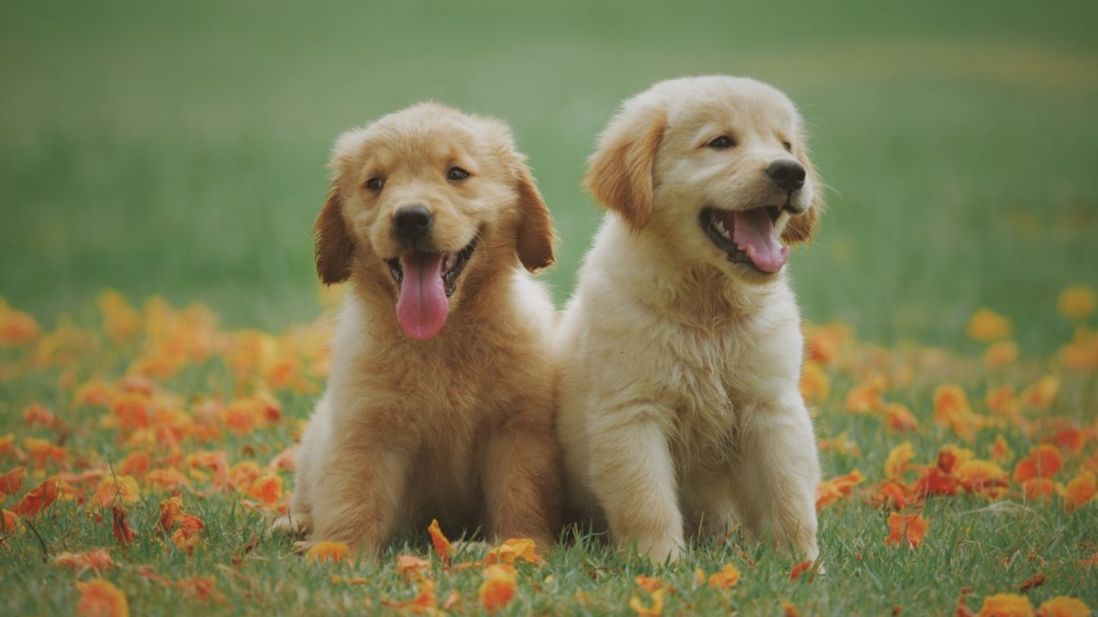 National Hug Your Puppy Day: All about this adorable January 21 celebration | World News - Vimarsana News