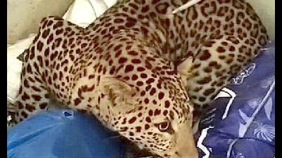 Forest officials said that the leopard was spotted by a newspaper hawker around 7 am at Rishi Nagar in Hisar. (Manoj Dhaka/HT)