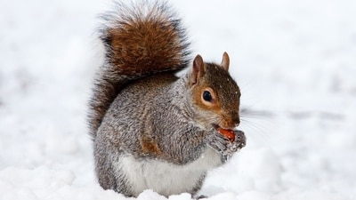National Squirrel Appreciation Day is a day to express our love for squirrels, to connect with nature and observe the cute creatures (Pixabay) National Squirrel Appreciation Day is a day to express our love for squirrels, to connect with nature and observe the cute creatures (Pixabay)