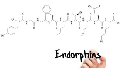 Endorphins: This hormone helps us to deal with stress or pain. By exercising with a group or meditating, we can support the production of endorphins. (Unsplash) Endorphins: This hormone helps us to deal with stress or pain. By exercising with a group or meditating, we can support the production of endorphins. (Unsplash)