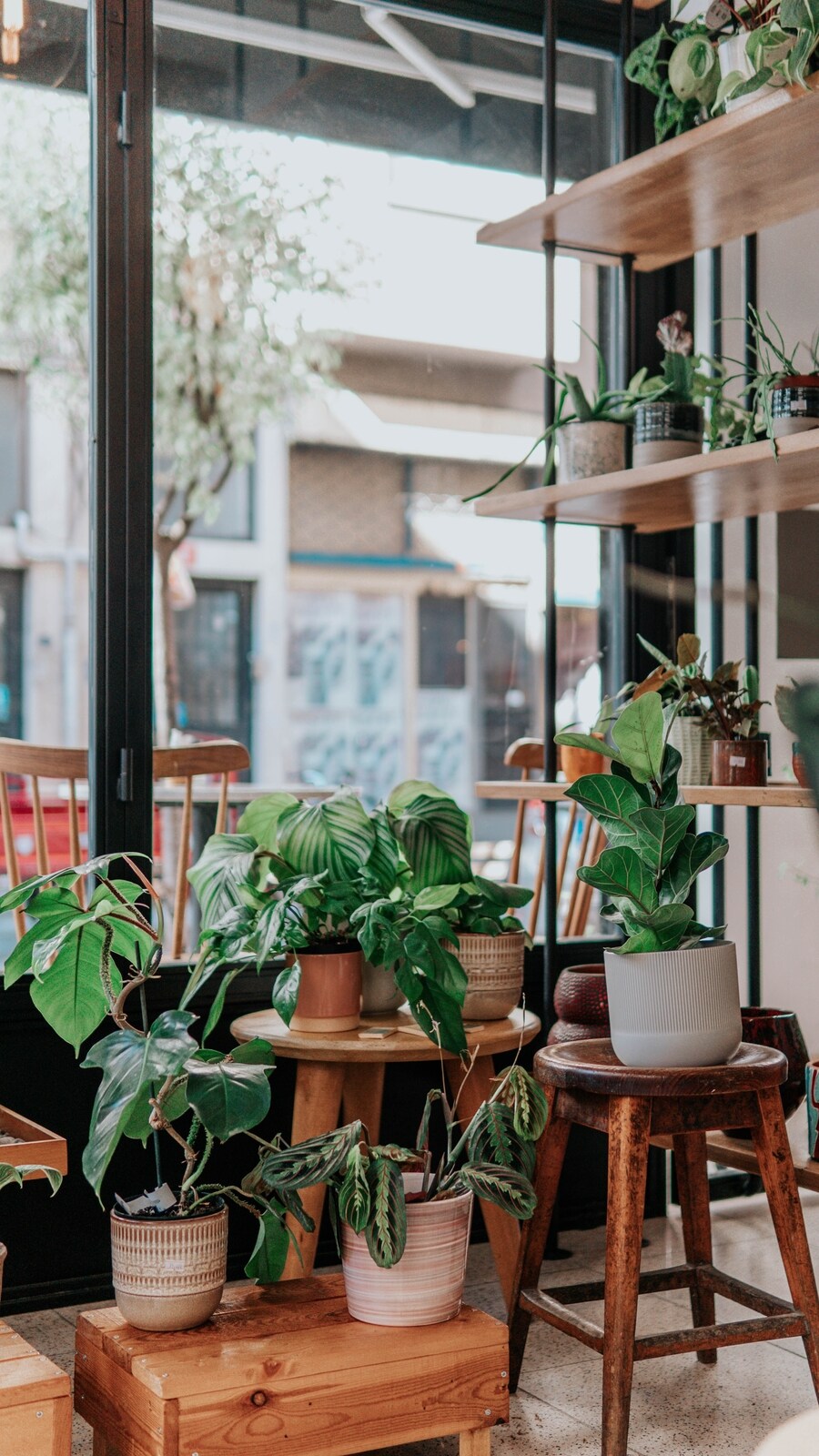 Plants