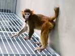 This handout photograph released by Nature Communications on January 16, 2024 and taken by Zhaodi Liao in a laboratory of the Non-Human Primate Facility of the Chinese Academy of Sciences Institute of Neuroscience in Shanghai in 2023, shows ReTro, a then 17 month-old somatic cell-cloned Rhesus monkey, produced through trophoblast replacement. Scientists in China announced on January 16, 2024 they have cloned the first healthy rhesus monkey, after tweaking the process that created Dolly the sheep. (AFP)