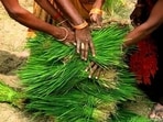 Indian women farmers place paddy saplings at one place before replanting in a field at Tiuri village, in the Indian state of Uttar Pradesh, Saturday, July 10, 2021. Agriculture is the main livelihood of more than 50 percent of India's population. Daily laborer who works in the fields earns approximately USD $1.8 a day. (AP Photo/Rajesh Kumar Singh)