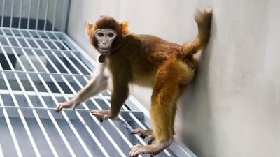 This handout photograph released by Nature Communications on January 16, 2024 and taken by Zhaodi Liao in a laboratory of the Non-Human Primate Facility of the Chinese Academy of Sciences Institute of Neuroscience in Shanghai in 2023, shows ReTro, a then 17 month-old somatic cell-cloned Rhesus monkey, produced through trophoblast replacement. Scientists in China announced on January 16, 2024 they have cloned the first healthy rhesus monkey, after tweaking the process that created Dolly the sheep. (AFP) This handout photograph released by Nature Communications on January 16, 2024 and taken by Zhaodi Liao in a laboratory of the Non-Human Primate Facility of the Chinese Academy of Sciences Institute of Neuroscience in Shanghai in 2023, shows ReTro, a then 17 month-old somatic cell-cloned Rhesus monkey, produced through trophoblast replacement. Scientists in China announced on January 16, 2024 they have cloned the first healthy rhesus monkey, after tweaking the process that created Dolly the sheep. (AFP)